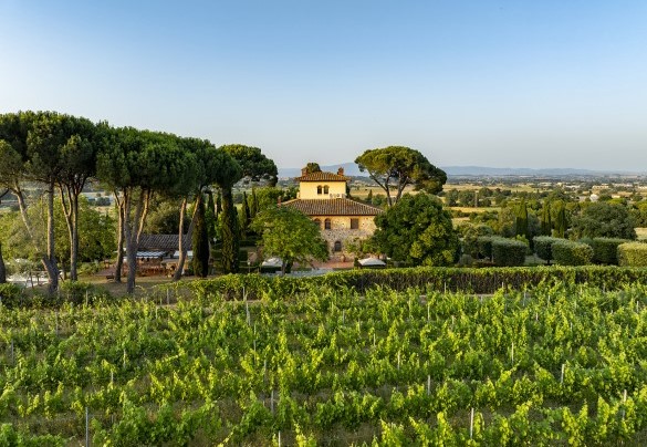 La villa circondata da vigneti e cipressi - La Monarca