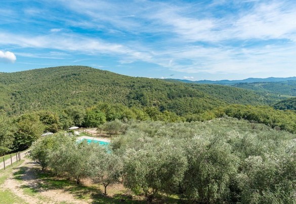 The swimming pool surrounded by the property's olive grove – Villa La Poiana 10