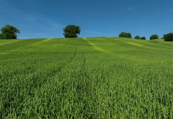 Wheat fields stretch around the property – Villa Mamon
