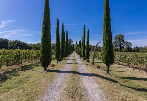 I filari di cipressi circondano il viale d'accesso - Villa Palazzaccio