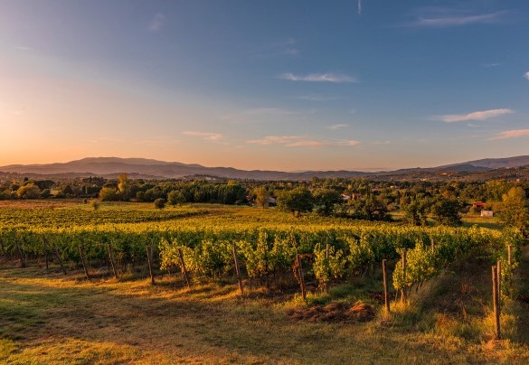 The rows create a fairytale-like scenario - Villa Palazzaccio