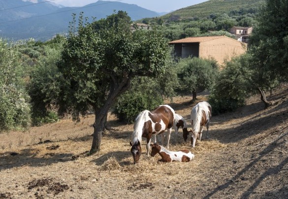 La fattoria con animali  - Villa Passulunara	