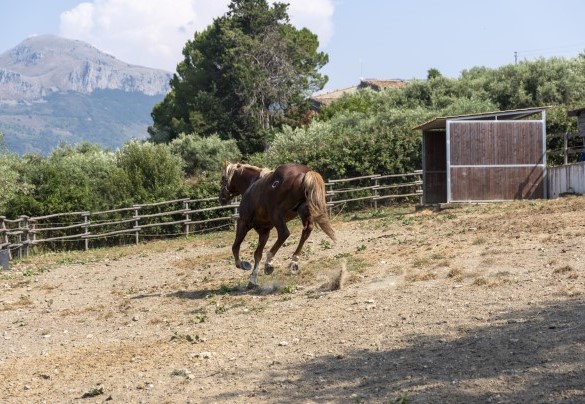 Il maneggio della fattoria - Villa Passulunara	
