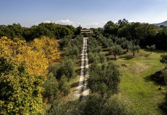 A path for pleasant walks in the olive grove within the estate's park - Villa Sparta