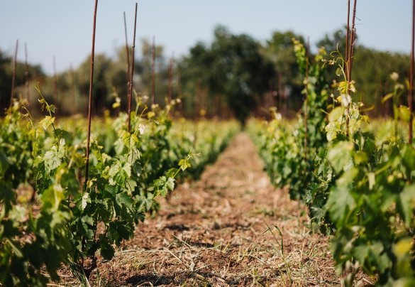 The estate's vineyard - Villa Sumac